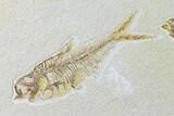 Diplomystus With Knightia Fossil Fish - Green River Formation #138611-1